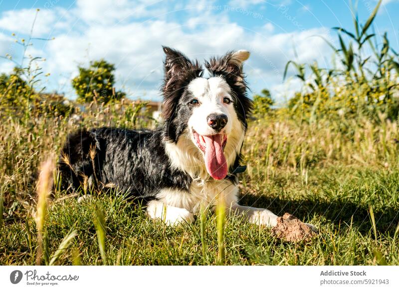 Happy border collie playing in a sunny park dog grass summer happy sunshine outdoor nature pet animal friendly joyful cheerful black white furry canine domestic