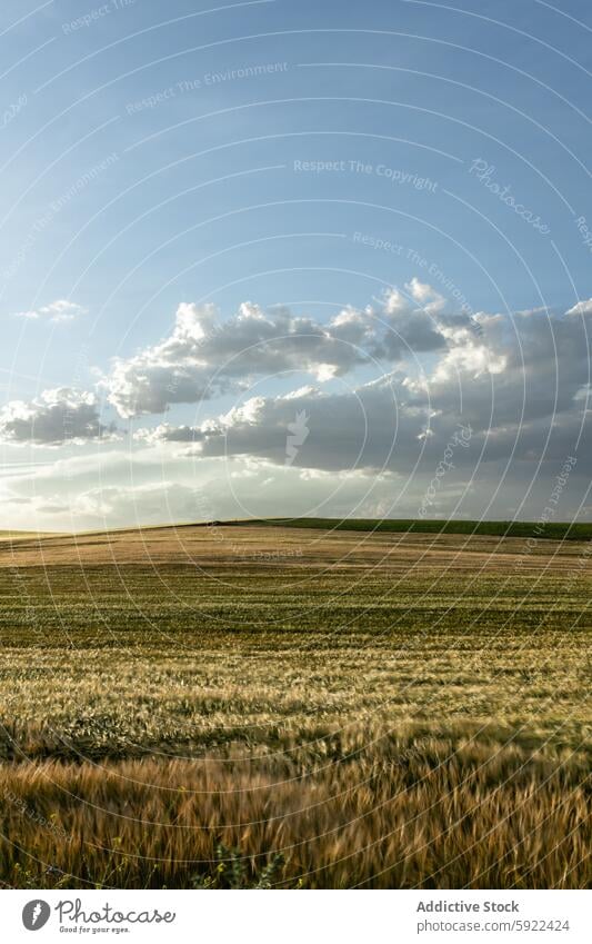 Autumn field under cumulus clouds in sunlight cloudy blue sky nature grassland landscape environment ecology countryside fall atmosphere vegetate meadow scenic