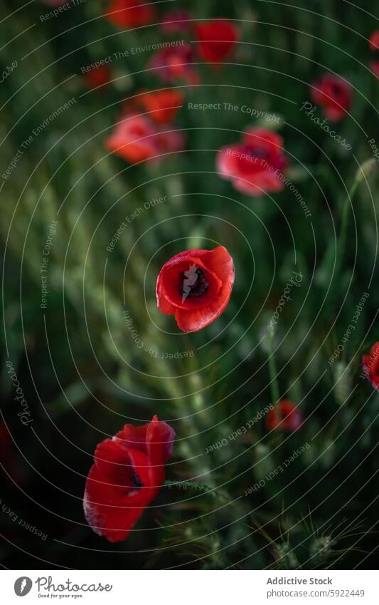 Blossoming poppies with gentle petals in field papaver flower blossom botany nature plant vegetate scent meadow countryside pure poppy bloom environment scenic