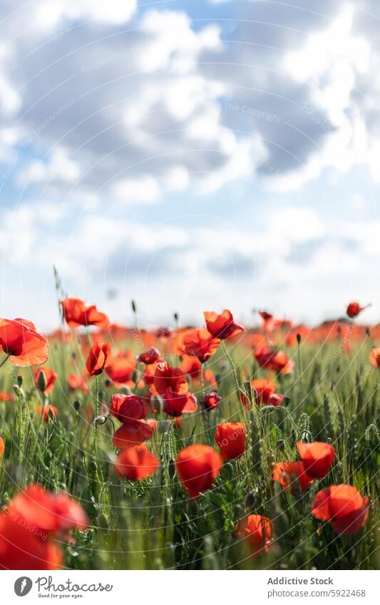 Blooming poppies in countryside field under blue sky poppy flower bloom nature landscape environment cultivate papaver blossom scenic botany vegetate cloudy