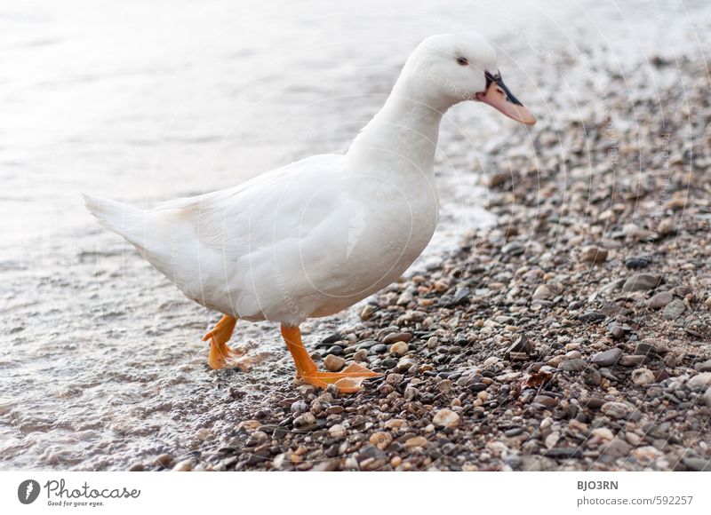 Rhine out Environment Water River Animal Bird Domestic duck 1 Swimming & Bathing Going Walking Brash Near Wet Curiosity Cute Wild Waddle Beak Fin pitch clumsy