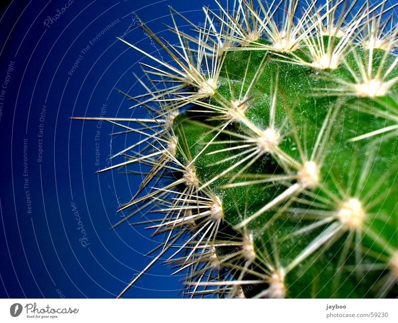 Sharply Stung Green Cactus Large Fresh Exterior shot Macro (Extreme close-up) Close-up Summer Desert Blue Sky Thorn Point Sharp thing