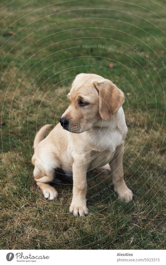 Small, blond Labrador puppy sits on a lawn in the grass and looks into the distance Puppy Dog Pet Baby Baby animal Mammal Cute pretty Purebred Looking Breed