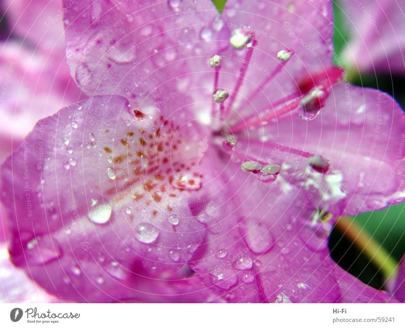 Wet flower Flower Blossom Nature Jump Spring Drops of water Macro (Extreme close-up) Rainwater near name Water