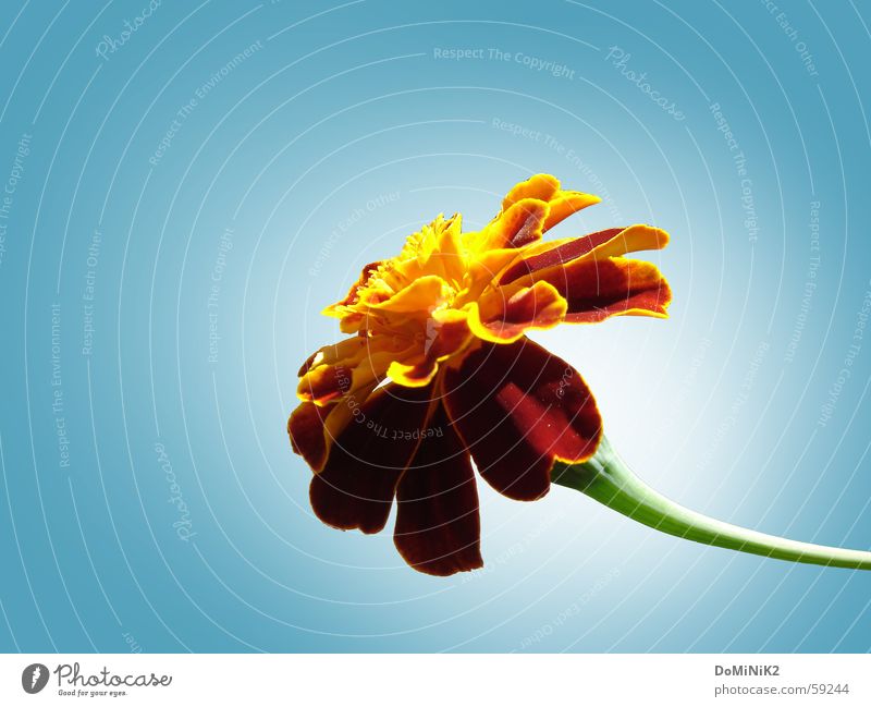 Flowers in front of white shimmer Beautiful Nature Blossom Brown Marigold Multicoloured Close-up Detail Macro (Extreme close-up) Deserted Copy Space left