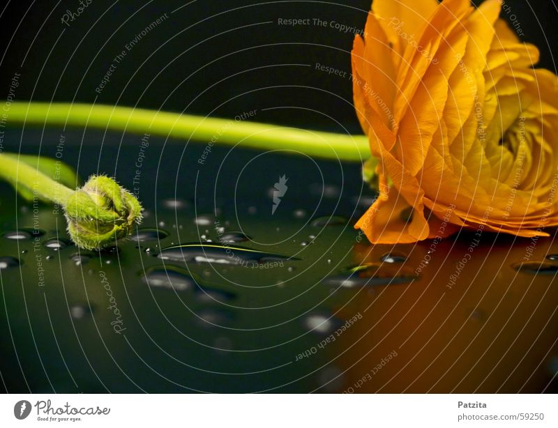 Flower with drops Reflection Drops of water Plant Yellow Black Green Water Dew Orange