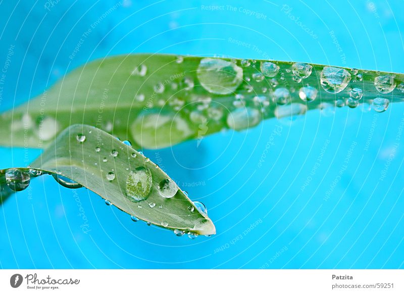 spring rain Leaf Plant Flower Drops of water Grass Green Spring Summer Wet Rope Dew Water Blue Rain