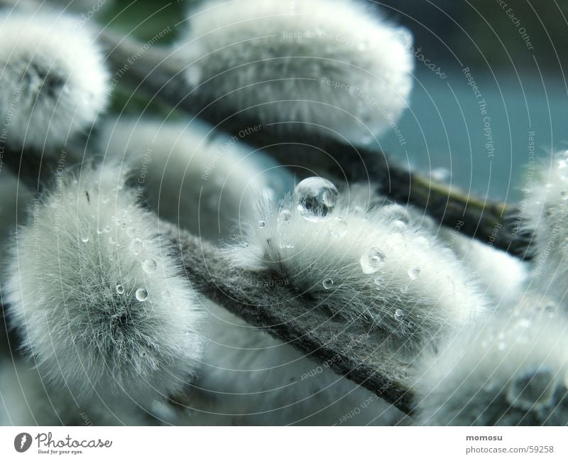 Easter is over... Goat willow Spring Soft Wet willow catkin Drops of water Rope Rain