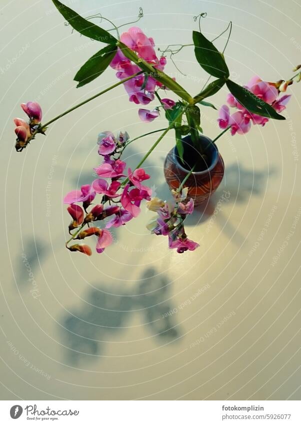 Flower tendrils in vase flowers Vase pink from on high plan Copy Space Vase with flowers vine Decoration Blossom blossoms