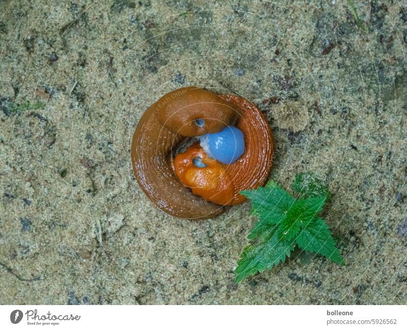 Spanish slugs have sex Crumpet snails night snail copulation Propagation Hybrid Nature Yin and Yang Animalistic Close-up Colour photo metaphor