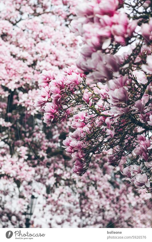 Magnolia album with magnolia blossoms in spring magnolias Spring Plant Magnolia tree Pink Magnolia blossom Nature Magnolia plants Spring fever Bud Blossom