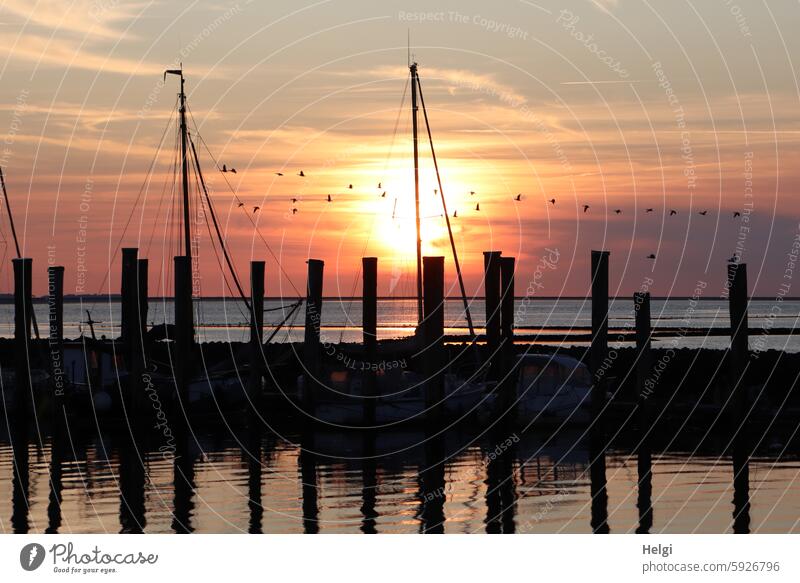 Sunset in the harbor of Schlüttsiel Evening Harbour port facility Sailboat Water North Sea Ocean North Frisland Schleswig-Holstein Light Shadow stake