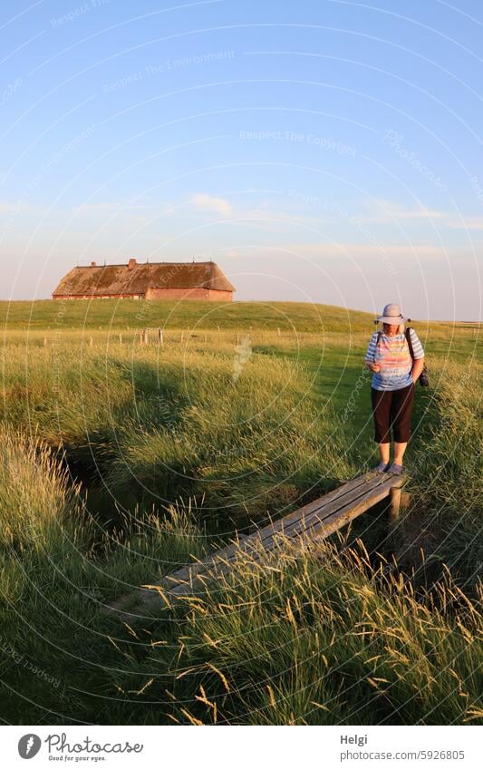 Hallig Gröde | Senior citizen in the evening light on a jetty in the salt marshes reverberant Woman Landscape Nature Footbridge Plant Sunlight Evening sun Light