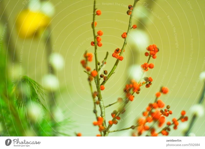 berries wallroth Twig Branch Berries Fruit Garden Catkin Willow-tree Vase Flower vase Decoration Healthy Eating Dish Rawanberry Harvest Vitamin Adornment