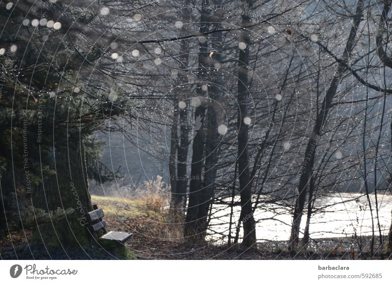 Quiet and rigid lies the lake Nature Landscape Earth Water Drops of water Winter Bushes Forest Coast Pond Lake Bench Glittering Illuminate Dark Bright Moody