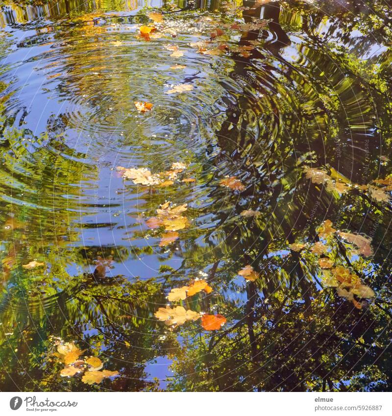 circular waves on a pond reflecting trees and floating on autumn leaves Water Pond Lake Waves water ring Autumn foliage Autumn leaves circle Surface of water