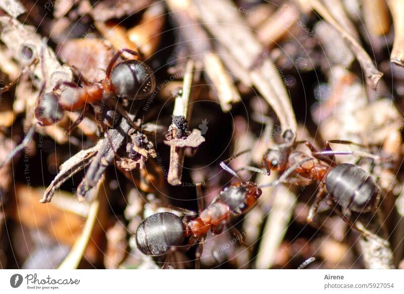 assemble Ant Ant-hill ants Close-up Chaos Muddled Nature Women workers ant colony Formicidae insects Wildlife Insect Forest Ants animals formica Anthill Crawl