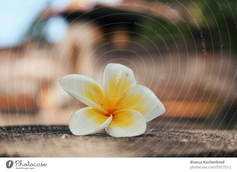 Frangipani flower lies on a wall in front of a blurred temple building in Vietnam Flower Blossom Wall (barrier) Temple Colour photo Nature Schemes Plant