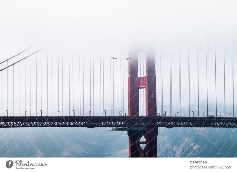 favourite picture California Attraction Tourist Attraction Landmark Bridge Architecture Golden Gate Bridge Fog Exceptional Fantastic USA San Francisco Pelican