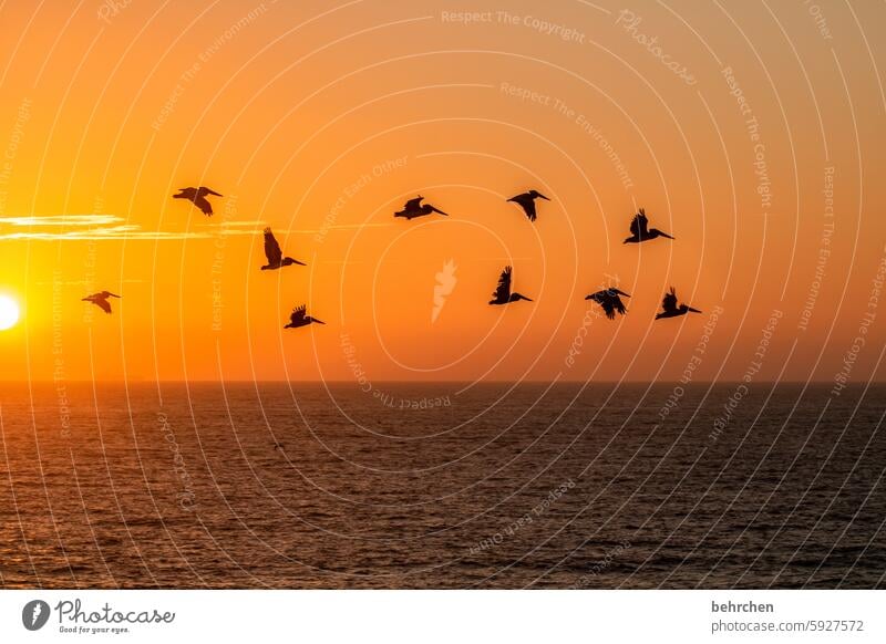 group dance Belief California Hope Longing Colour photo Wanderlust Twilight Sunlight Sunset Back-light Orange pretty Exceptional Kitsch Dream Fantastic Ocean