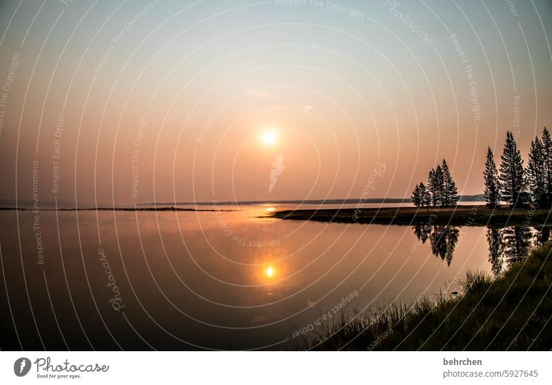 as in a dream Yellowstone lake silent Wyoming Water Lake reflection Tree Yellowstone National Park Sunlight Twilight Longing Wanderlust Belief Hope pretty