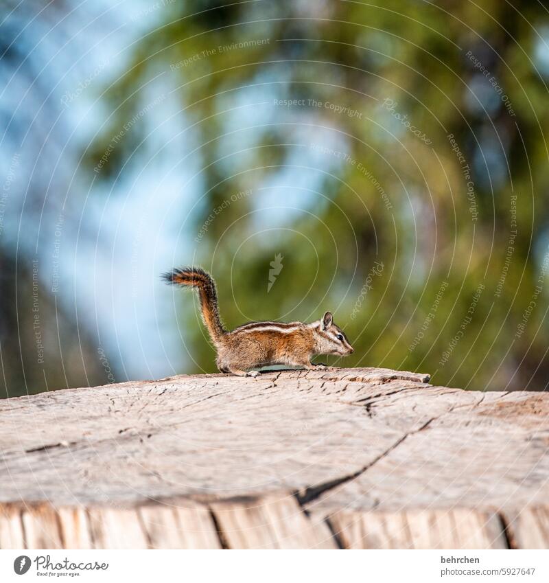 groundbreaking Tree trunk rodent Ground squirrel Animal protection Love of animals Eastern American Chipmunk Animal portrait Exceptional Brash Cute Freedom