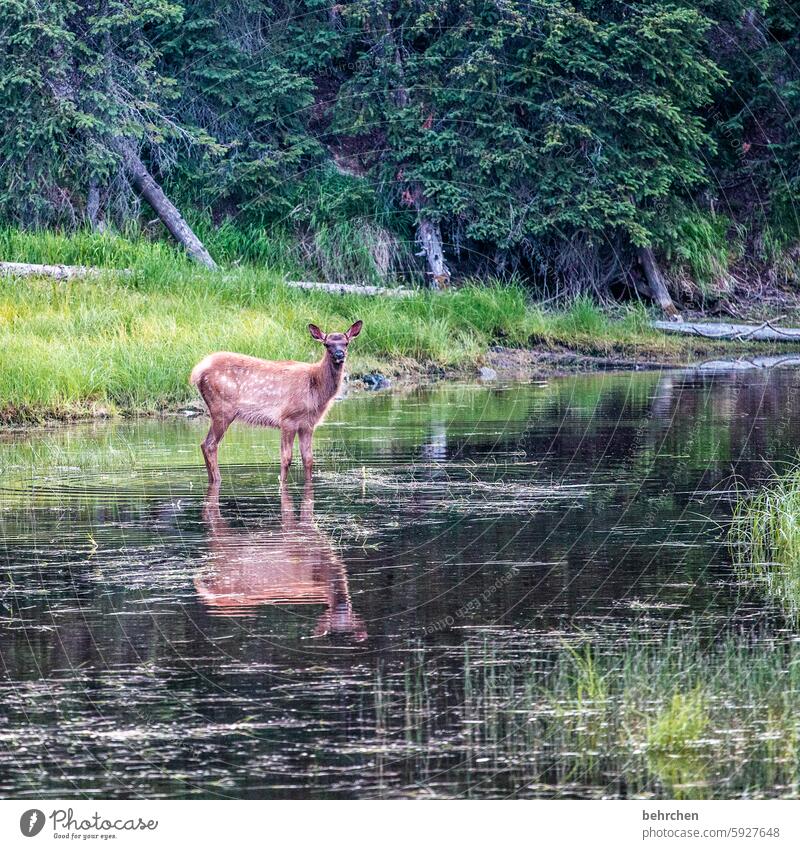 i'm looking at you Vacation & Travel Americas USA Dream Fantastic pretty Twilight Yellowstone National Park Yellowstone lake reflection Tree Lake Water silent