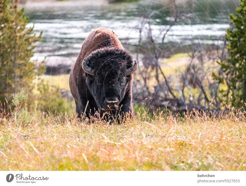 mr. bison Wild animal Wyoming Yellowstone National Park Americas USA Animal Vacation & Travel Freedom Far-off places Exceptional Fantastic Animal portrait