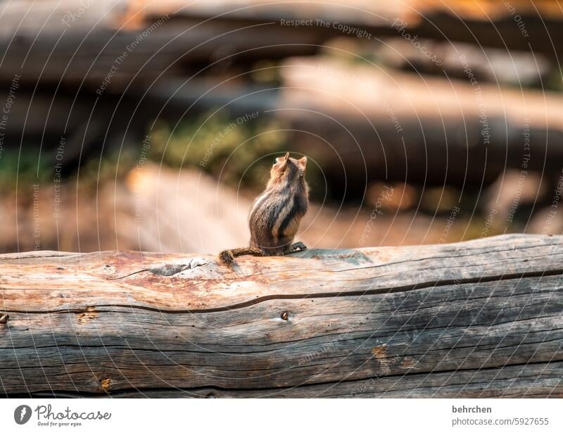 because they are the little things Small Wyoming Americas USA Wild Funny Rodent Animal Freedom Cute Brash Exceptional Animal portrait Eastern American Chipmunk