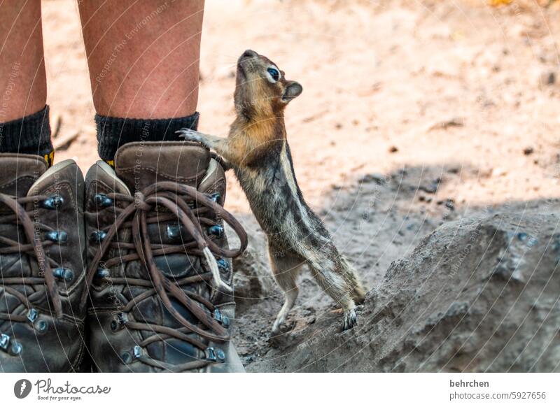 Love me! rodent Ground squirrel Animal protection Love of animals Eastern American Chipmunk Animal portrait Close-up Detail Curiosity Fantastic Brash Cute