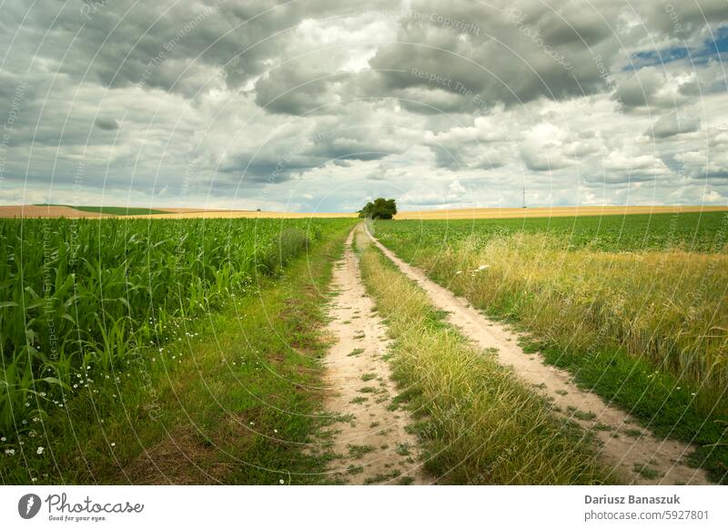 Dirt road through farmland and cloudy sky field rural corn green overcast landscape cereal dirt summer weather cloudscape agriculture nature horizon path