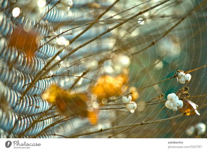 MDZ wallroth Wire netting fence Fence Neighbor Border Real estate Garden Divide Autumn Winter Berries Snowberry Nature Bushes Branch Twig Shallow depth of field