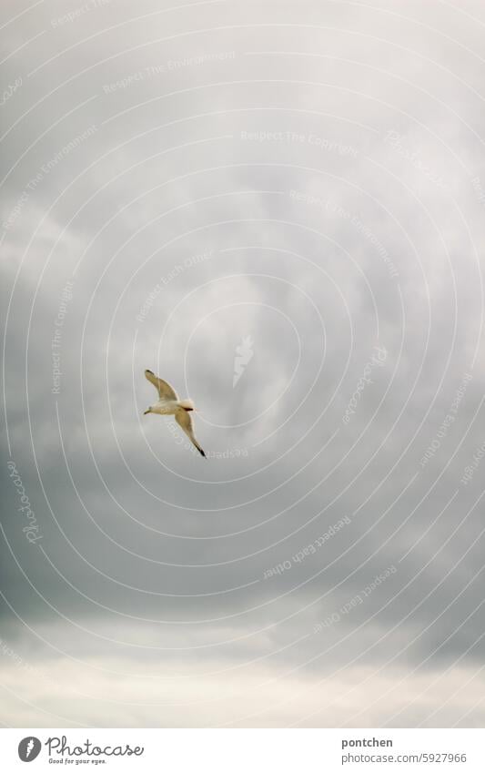 a seagull flies in the cloudy sky. coast Seagull Flying Freedom Bird Grand piano Nature Clouds Animal Exterior shot