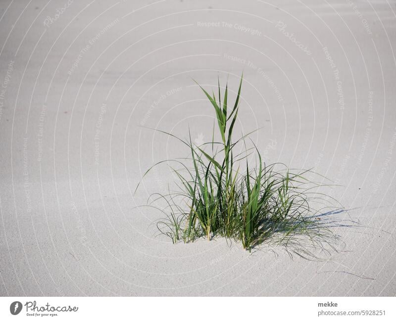 Favorite hairstyle | Califax hides in the sand Grass Tuft of grass Blade of grass Nature Green Plant Summer Environment Growth Beach Sand coast marram grass