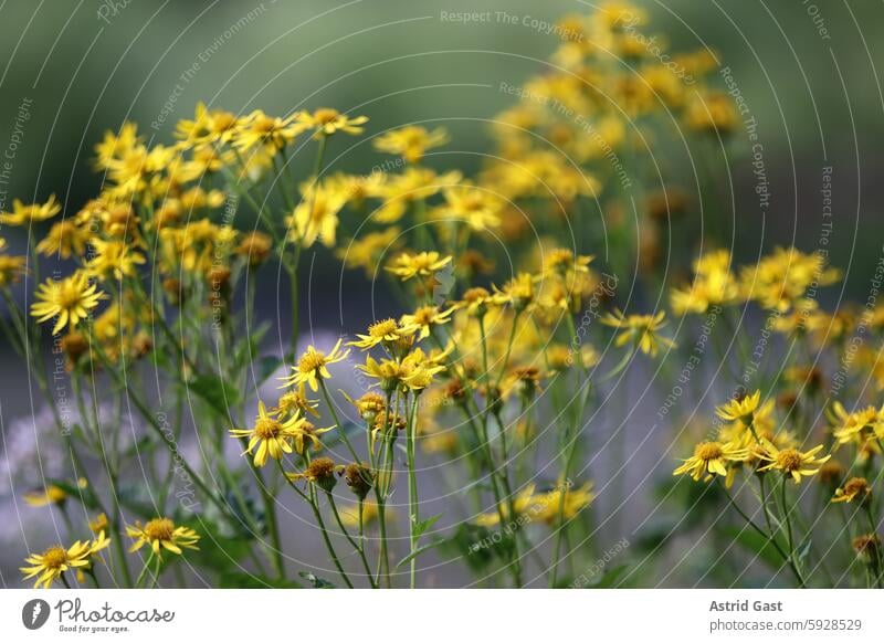 Yellow wildflowers on a riverbank in the evening light blossoms composite Weed Grass plants Plant Meadow Field Sun Back-light Sunlight Evening Sunset