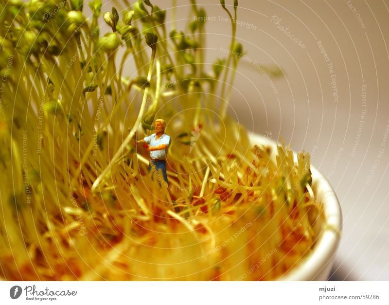 cut Cress Cut Blow Gardening Healthy Harvest away with it fresh on the bread Organic produce