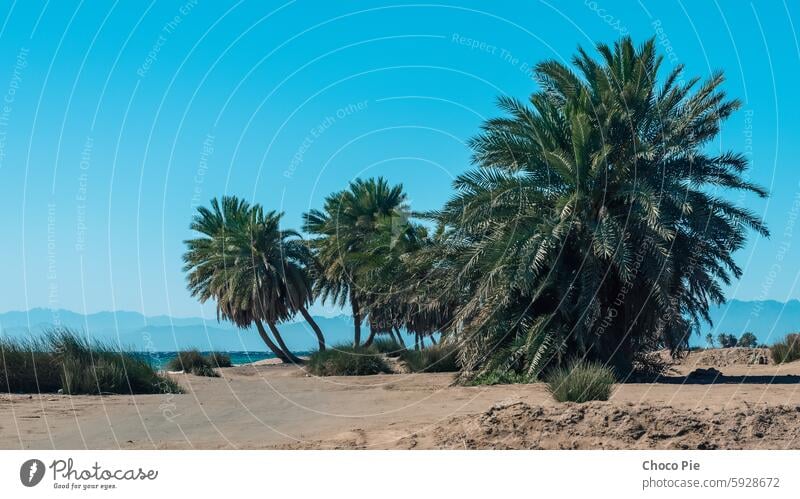 palm trees by the sea against the backdrop of mountains in Egypt Dahab South Sinai Red Sea beach blue blue water branches clear day coast exotic grass green