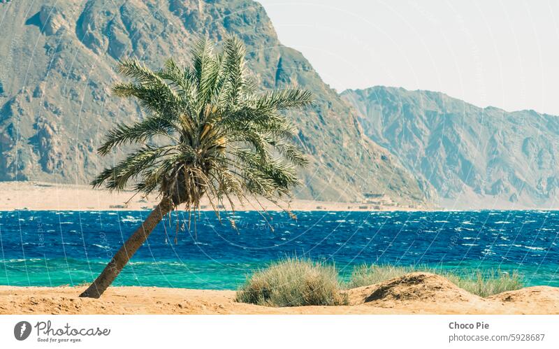 palm tree on the Red Sea on the background of high rocky cliffs in Egypt beach blue branches climate color day dry grass green heat lagoon landscape leaves