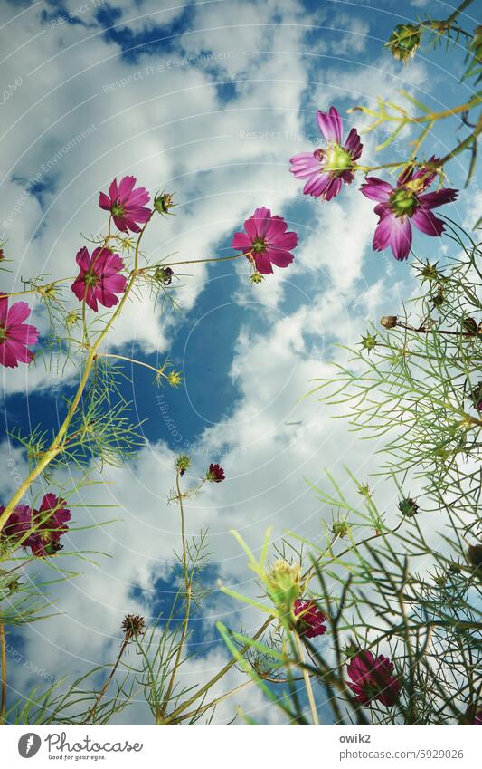 Flower store (1) Cosmea Ease Idyll purple naturally Together Joie de vivre (Vitality) Colour photo Multicoloured Landscape Many Ambitious Curiosity Enthusiasm