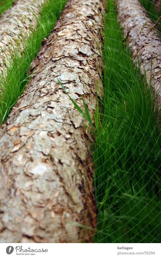 Two colours in the same colour Tree Grass Brown Green Juicy Fallen Tree trunk Tree bark Meadow Blade of grass 3 Dull Blur Lie perspective Exterior shot