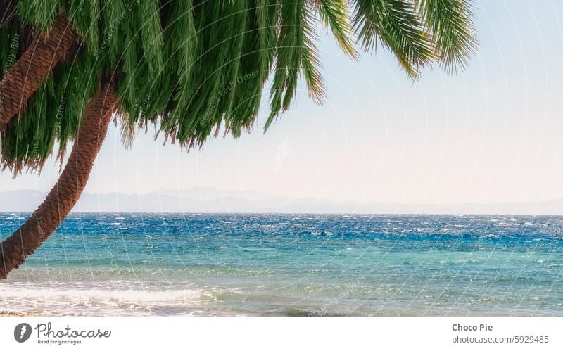 green palm trees on the red sea coast in egypt Africa Egypt Red Sea Sharm El Sheikh adventure background beach blue climate color day desert heat hot island