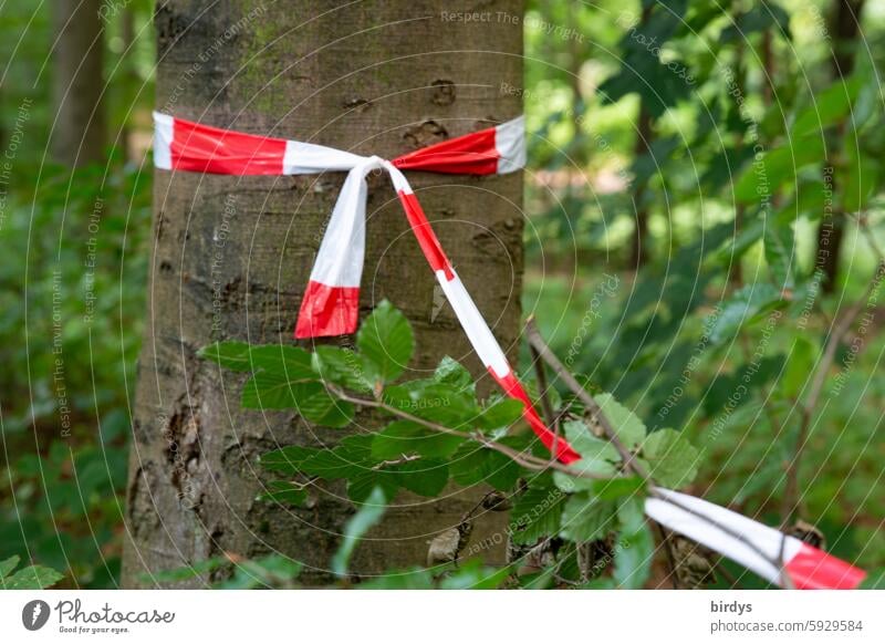 stay in touch flutterband demarcation connected barrier tape Barrier Reddish white Tree Forest Safety cordon Protection