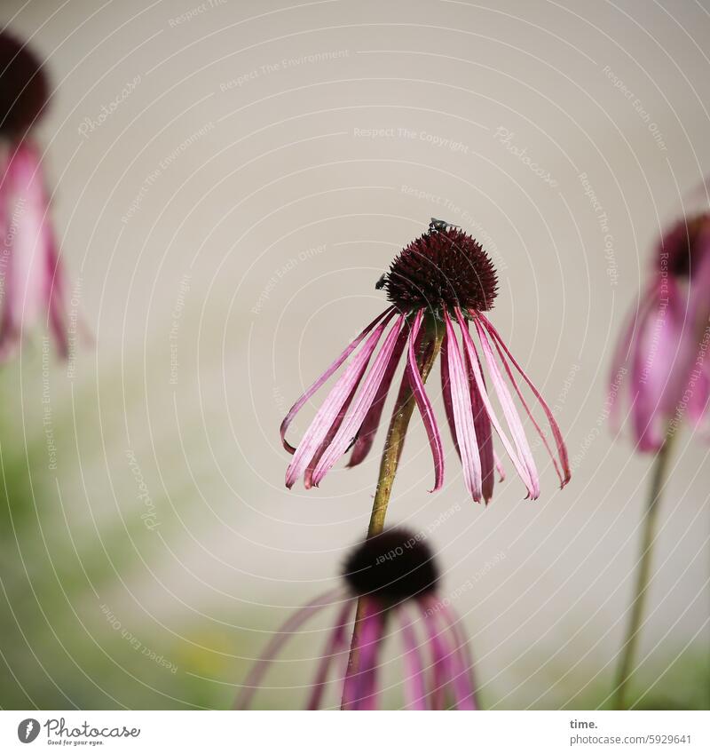 Coneflower, fading purple echinacea Rudbeckia Garden Park Violet withered wilt Purple Pink Green blossoms Flower Nature Blossom Summer Blossoming naturally