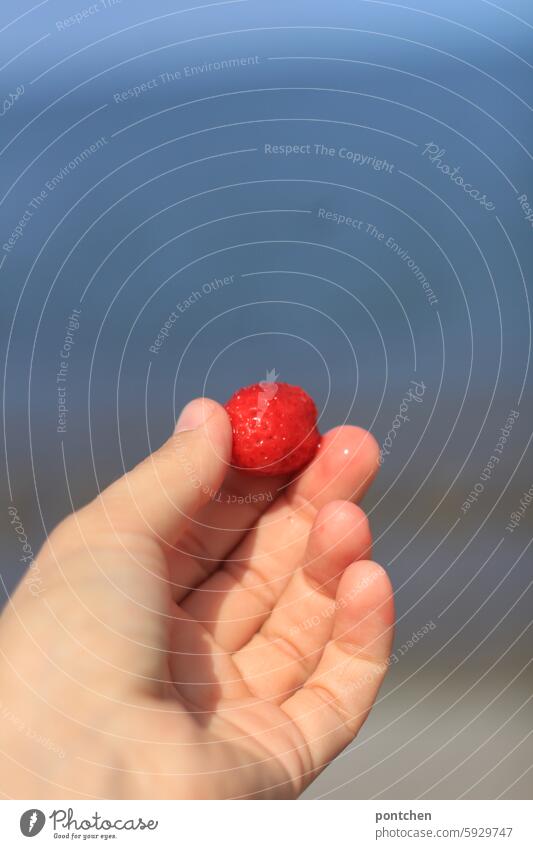 a hand holds a ripe strawberry in front of a blue background Mature Red Juicy Delicious salubriously Beach Ocean Snack Supplies Hand stop Food Nutrition