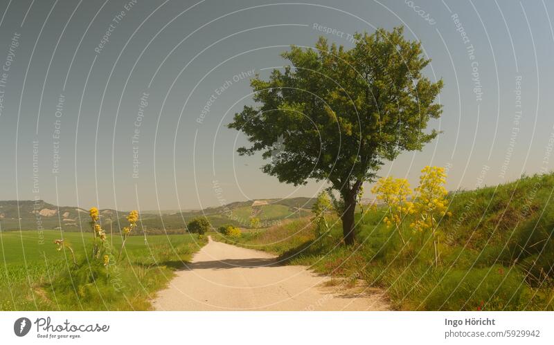 A country lane through spring-green meadows in southern Italy. Flowering fennel bushes on the right and left of the path. A tree casts shade on the path. Fennel