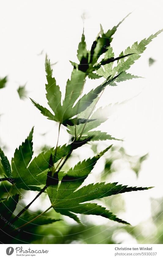 green is the hope green leaves delicate leaves Tree Japanese fan maple Japan maple tree Green Spa shallow depth of field Delicate Garden Nature Growth