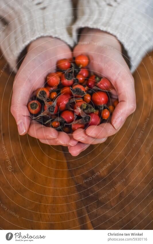 collected rose hips Rose hip hands Vitamin-rich Rose fruits Vitamin C Fruit autumn fruits natural-coloured Fresh Nutrition Young woman Sweater Indicate