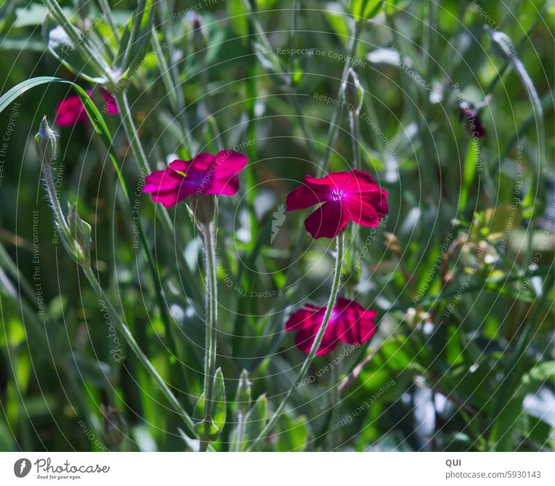 Blossom, little flower! Flower Plant pink Wild plant Forest luminescent Nature pretty Meadow Summer Environment Blossom leave Fragrance Sunlight