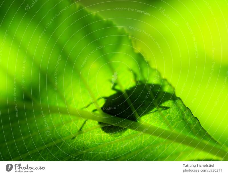 Shadow of a beetle on a green leaf, seen from below against the light through the leaf Beetle Leaf Rachis Leaf vein Shadow play Green Nature Plant Animal Insect