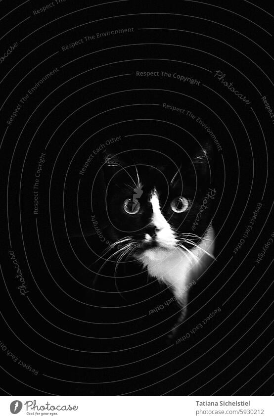 Portrait image of a black and white cat looking head-on into the camera, black background, only the face and neck are recognizable Cat pets Looking portrait